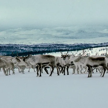 Saga Trollheimen Rindal